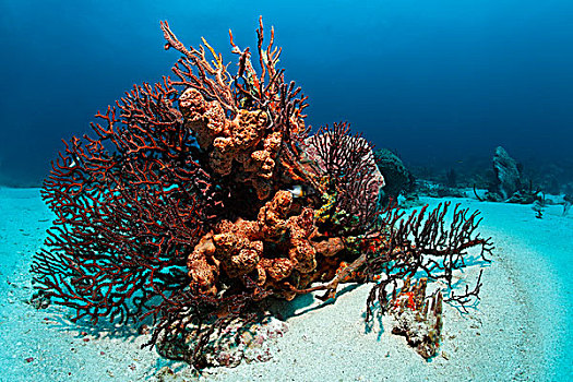 礁石,珊瑚礁,繁茂,多彩,海绵,珊瑚,砂地,小,多巴哥岛,斯佩塞德,特立尼达和多巴哥,小安的列斯群岛,加勒比海