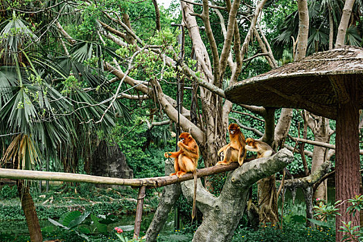 野生动物园里正在自由活动的金丝猴子