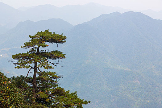 三清山奇松