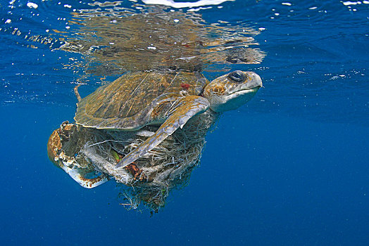 橄榄龟,太平洋丽龟,水中,缠结,塑料制品,垃圾,巴拿马,中美洲
