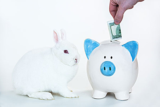 白色,兔子,坐,旁侧,蓝色,存钱罐,放,钱,白色背景,背景