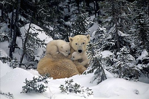 北极熊,母亲,幼兽,搂抱,一起,树林,丘吉尔市,加拿大