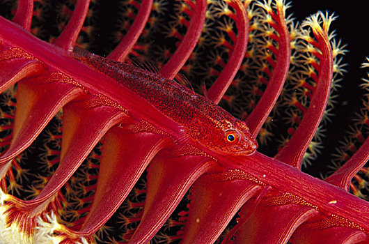 保护色,海鳃,印度尼西亚