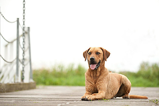 罗德西亚背脊犬,杂交品种,狗,躺着,码头,德国,欧洲