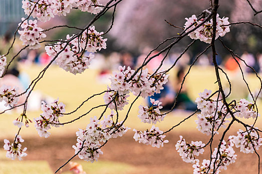 日本东京新宿代代木公园樱花盛开