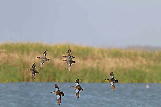 蓝翅鸭,鸭属,三个,水鸭,飞行,观鸟,中心,港口,德克萨斯,美国
