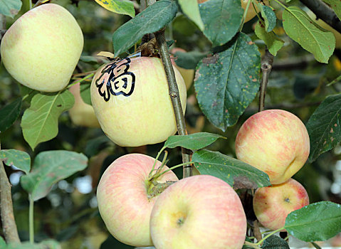 山东省日照市,苹果熟了采摘忙,60岁的果农幸福写在脸上