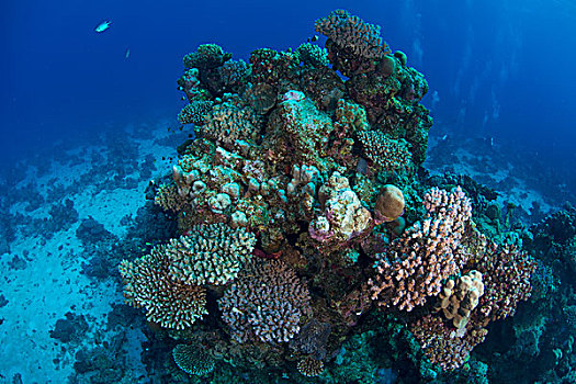 珊瑚,红海,埃及