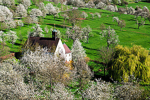 樱花,小教堂,黑森林,巴登符腾堡,德国,欧洲