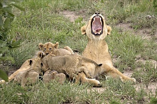 狮子,豹,哈欠,雌狮,玩,幼兽,交际,互动,南非