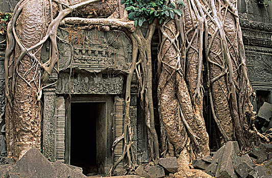 树,根部,上方,墙壁,吴哥,塔普伦寺,柬埔寨,东南亚