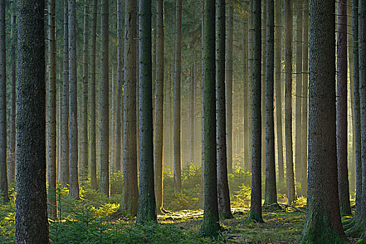 云杉,树林,早晨,雾气,奥登瓦尔德,黑森州,德国