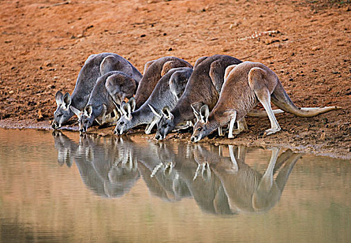 红袋鼠,群,喝,水潭,国家公园,新南威尔士,澳大利亚