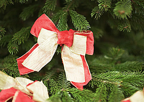 圣诞装饰,树上,特写
