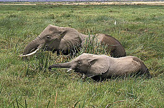 非洲象,幼兽,沼泽,马赛马拉,公园,肯尼亚