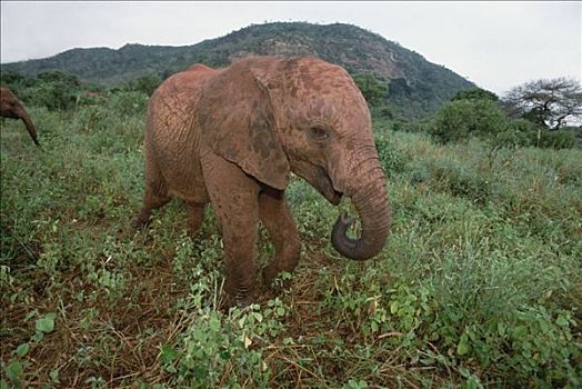 非洲象,孤儿,18个月,老,东察沃国家公园,肯尼亚