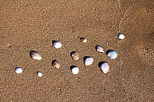 中国海边的海浪上的贝壳