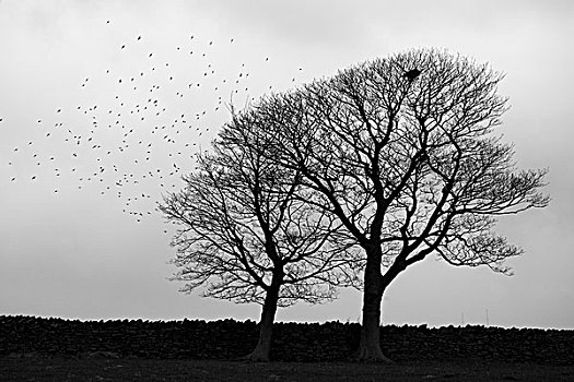 两个,树,冬天,窝,灰色,天空,环绕,西约克郡,英国