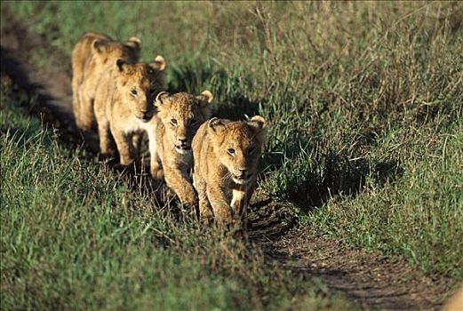 非洲狮,狮子,幼兽,走,一起,跟随,非洲,雌狮,自豪,马赛马拉国家保护区,肯尼亚