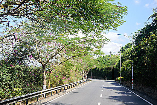 三亚湾林荫道路