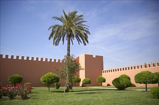 摩洛哥,玛拉喀什,皇宫,树,棕榈树