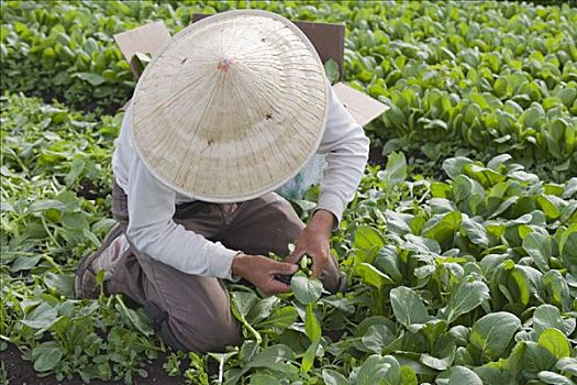 农民,挑选,菠菜