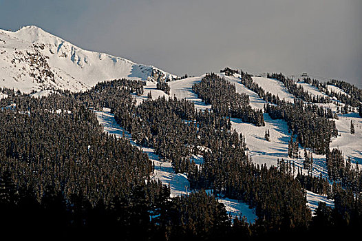树,雪,山谷,惠斯勒,不列颠哥伦比亚省,加拿大