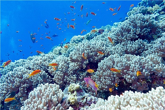 珊瑚礁,仰视,热带,海洋,水下
