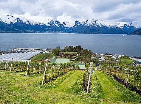 水果,松恩峡湾,松奥菲尔当纳,挪威