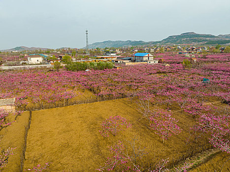 航拍济南南部山区桃花梨花