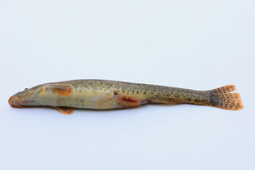 花泥鳅鱼标本