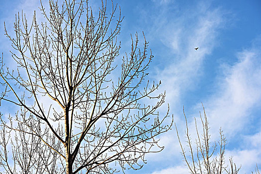 飞鸟,喜鹊,树枝,蓝天,嫩芽,春天
