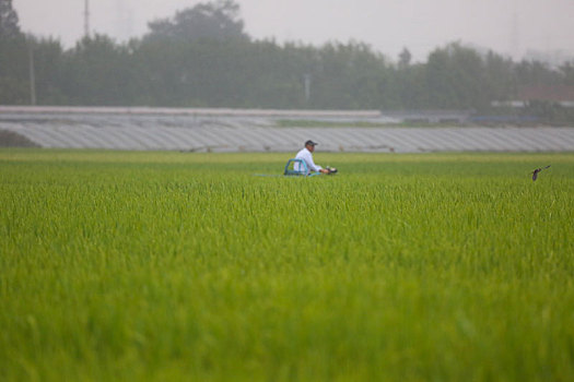 雨中万亩稻田长势喜人,农民期盼再迎丰收年