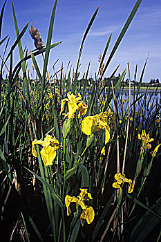 湿地,温哥华岛,不列颠哥伦比亚省,加拿大