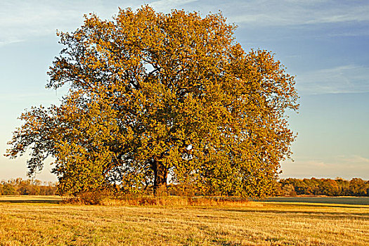 孤单,橡树,秋天,草地,中间,生物保护区,萨克森安哈尔特,德国,欧洲