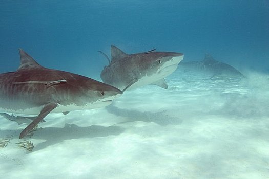 虎鲨,北方,巴哈马