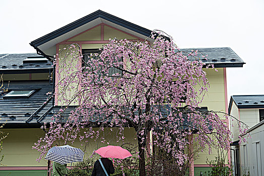 大仙市北上展胜地