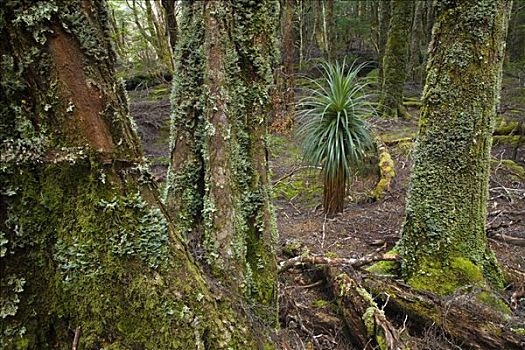 树林,国家公园,塔斯马尼亚,澳大利亚