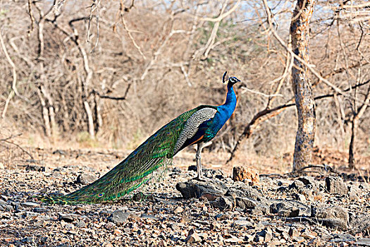 印度,孔雀,蓝孔雀,自然保护区,古吉拉特,亚洲