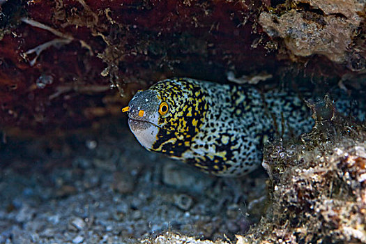 海鳗,巴厘岛,印度尼西亚,亚洲