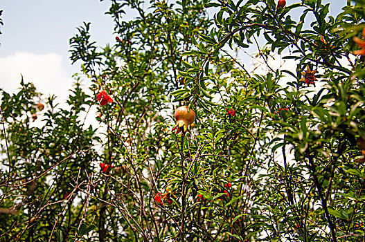 石榴树的花朵和果实