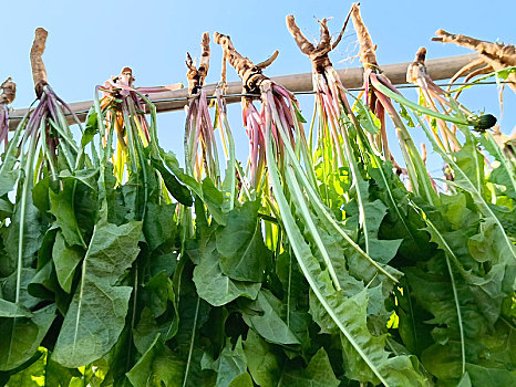 蒲公英制茶,野菜