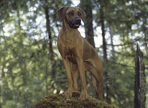 罗德西亚背脊犬,站立,石头