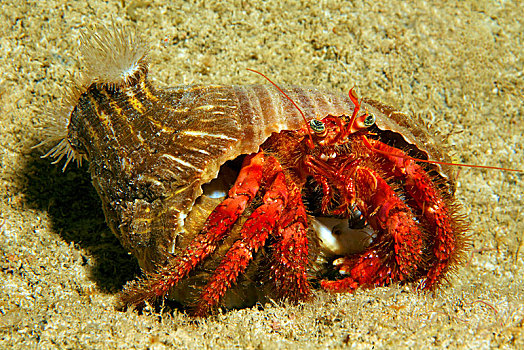 红色,寄居蟹,独居性动物,海葵,扎金索斯,希腊,欧洲