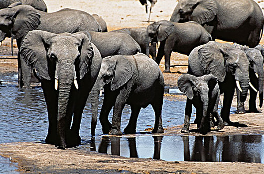 津巴布韦,非洲象,牧群,水潭,万基国家公园,大幅,尺寸