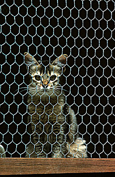 家猫,坐,栅栏