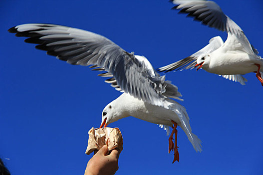 展翅飞下在游客手上觅食的两只海鸥