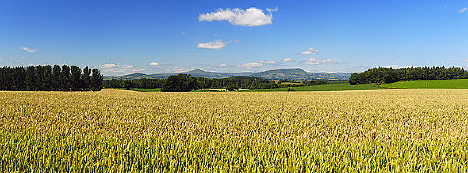 威尔士,蒙茅斯郡,小麦,地点,晴朗,夏天,白天
