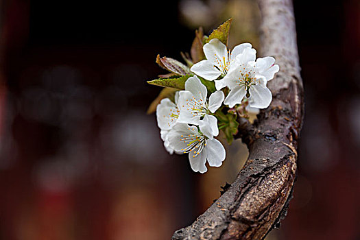 园林,桃花