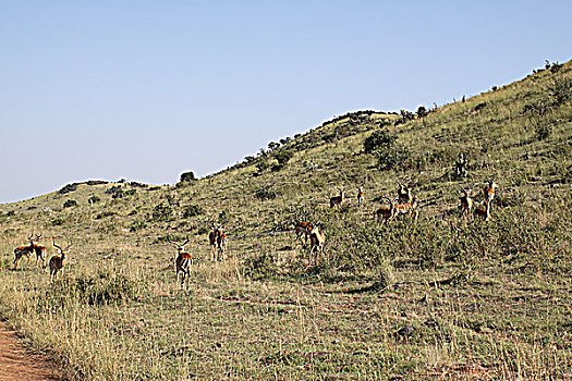 肯尼亚非洲大草原羚-山坡上的羚羊群